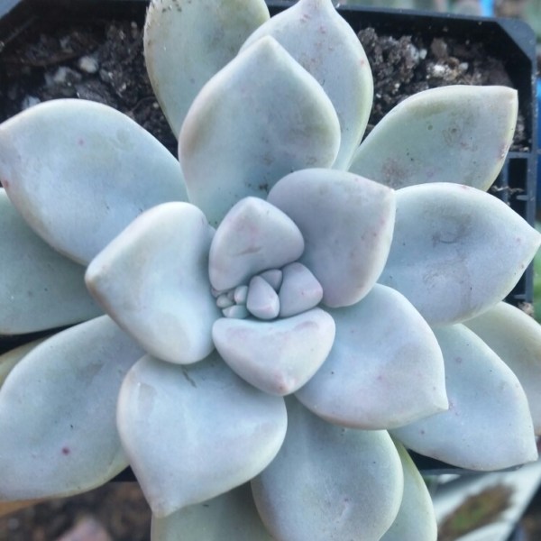 Graptopetalum Ghost Plant Gardenwize Nursery