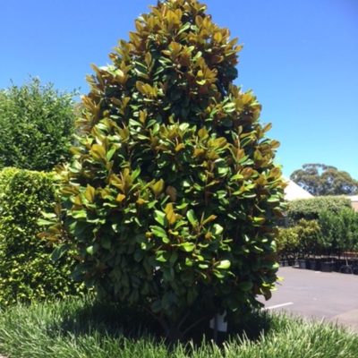 Magnolia 'Teddy Bear' - Gardenwize Nursery