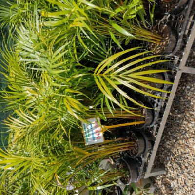 Golden Cane Palms - Gardenwize Nursery