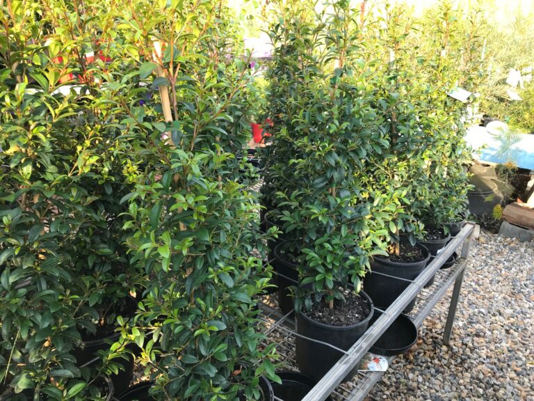 Lilly Pilly straight and narrow - Gardenwize Nursery