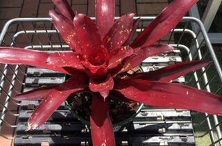 Bromeliads